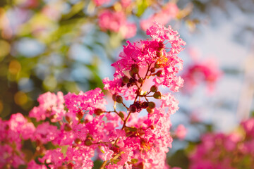Fototapeta premium Large flowers of pink lagerstroemia on a sunny day against the background of blue sky