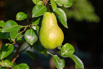 Ripe pear hangs on the tree. Italian countryside.