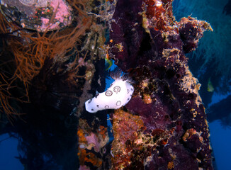 A Jorunna funebris nudibranch crawling on a ship wreck Boracay Island Philippines