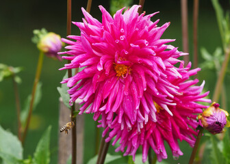 Anflug einer Biene auf eine Dahlienblüte