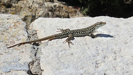 lizard on a stone