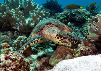 A Hawksbill turtle eating corals on a shallow reef Boracay Island Philippines