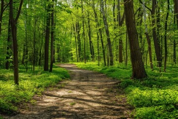 Spring forest vegetation outdoors woodland.