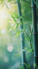 Bamboo forest growing new green shoots in spring