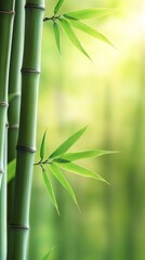 Green bamboo forest growing in bright sunlight