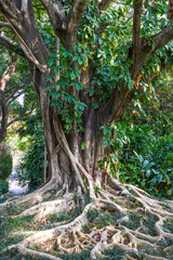 Obraz premium The banyan tree with a lush root system in the park