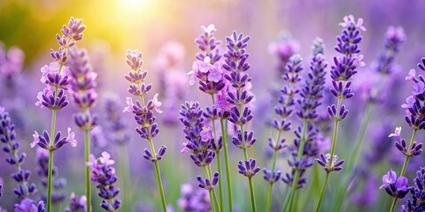 Close up of delicate lavender flowers in bloom, lavender, flowers, close-up, purple, petals, blooming, fragrant, garden