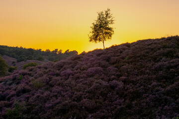 Nature landscape, The flowering Calluna vulgaris (heather, ling, or simply heather) on slope, Purple flowers on the hill side field, Posbank, Veluwezoom National Park, Rheden, Gelderland, Netherlands.