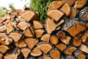woodpile in front of lush green tree with vibrant leaves in natural outdoor setting