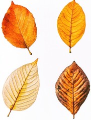 Fototapeta premium Four colorful leaves on a white background