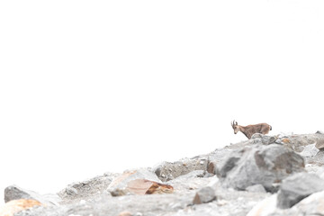 Alpine ibex female on the rock isolated on white (Capra ibex)