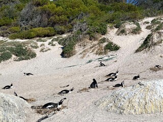 penguins on the beach