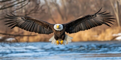 Bald eagle over river