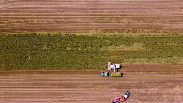 Fascio di erba nel campo