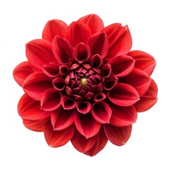 Close up of red dahlia flower on an isolated white background 