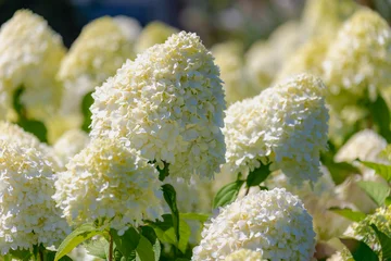 Fototapete Hortensie Selective focus bushes of Hydrangea paniculata flowers in the garden, White cream hortensia, Panicled hydrangea is a species of flowering plant in the family Hydrangeaceae, Natural floral background.  © Sarawut