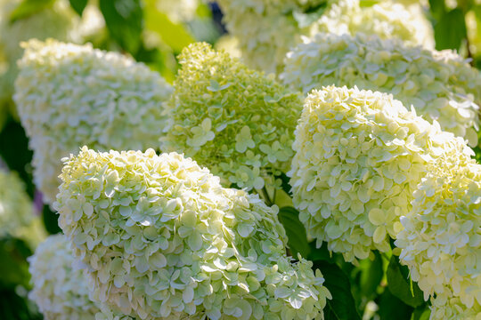 Selective focus bushes of Hydrangea paniculata flowers in the garden, White cream hortensia, Panicled hydrangea is a species of flowering plant in the family Hydrangeaceae, Natural floral background.