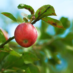 Red apple, tree and branch with farming, nature and outdoor with growth for food production in orchard. Fruit, agriculture and sustainability in countryside for environment, leaves and crops in China