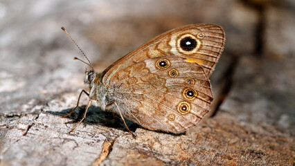 butterfly on the ground