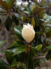 Flor de magnolia cerrada