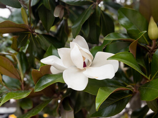 Obraz premium Flor de magnolia abierta