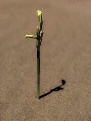 Brote de una planta en una duna de la playa