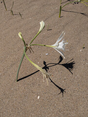 Flor blanca en una duna de la playa