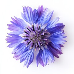 Close up of Cornflower like Purple Flower on an isolated white background