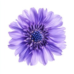 Close up of Cornflower like Purple Flower on an isolated white background
