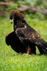 Majestic golden eagle perched gracefully on lush grass. Captured in stunning detail, this powerful raptor showcases its impressive plumage and keen gaze. Perfect for wildlife and nature projects