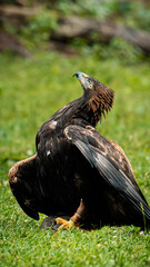 Majestic golden eagle perched gracefully on lush grass. Captured in stunning detail, this powerful raptor showcases its impressive plumage and keen gaze. Perfect for wildlife and nature projects