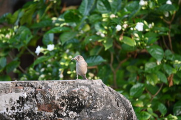 House sparrow. Its other name Passer domesticus and Indian House sparrow. This is a&nbsp;bird&nbsp;of the&nbsp;sparrow&nbsp;family Passeridae, found in most parts of the world. 