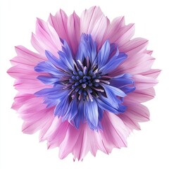 Fototapeta premium Close up of Cornflower like Pink and Purple Flower on an isolated white background