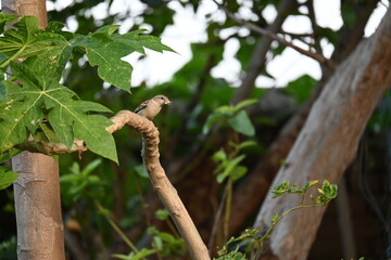 House sparrow. Its other name Passer domesticus and Indian House sparrow. This is a bird of...