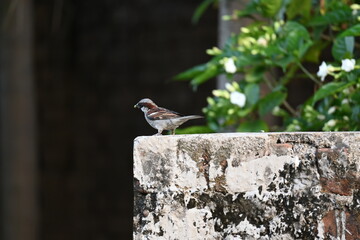 House sparrow. Its other name Passer domesticus and Indian House sparrow. This is a bird of the sparrow family Passeridae, found in most parts of the world. 