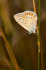 A small and cute butterfly in its habitat. Polyommatus agestis. Brown Argus. Nature background. 