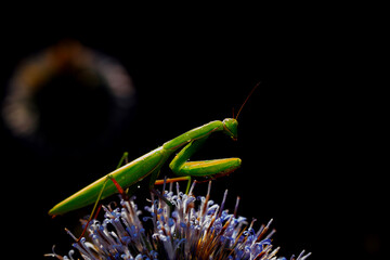 Praying mantis. Close-up photo. Macro nature. Nature background. 