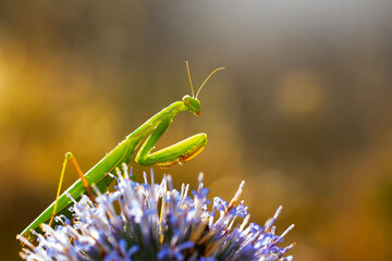 Praying mantis. Close-up photo. Macro nature. Nature background. 
