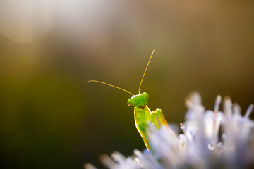 Praying mantis. Close-up photo. Macro nature. Nature background. 