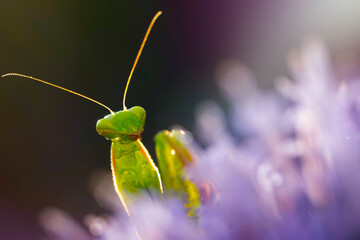 Praying mantis. Close-up photo. Macro nature. Nature background. 