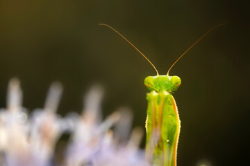 Praying mantis. Close-up photo. Macro nature. Nature background. 