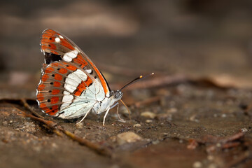 A butterfly feeding on the ground. Limenitis reducta. Southern White Admiral. Nature background. 