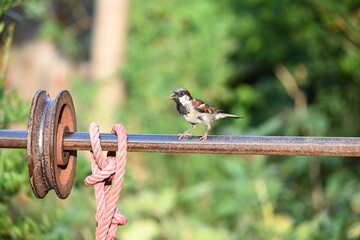 House sparrow. Its other name Passer domesticus and Indian House sparrow. This is a bird of the sparrow family Passeridae, found in most parts of the world. 