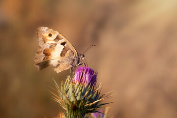 Butterfly. Chazara briseis. Hermit. Nature background. 