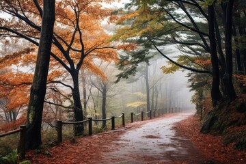 Fototapeta premium Autumn forest day tranquility landscape.