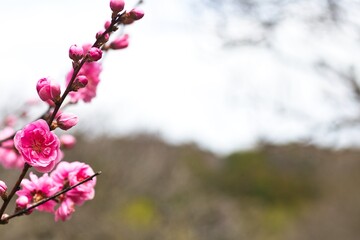 梅の枝と花