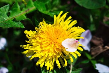たんぽぽと桜の花びら