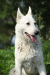 Portrait of White Swiss Shepherd Dog