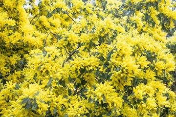 yellow flowers on mimosa tree, wide shot, minimalist background