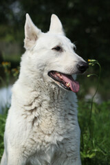 Portrait of White Swiss Shepherd Dog